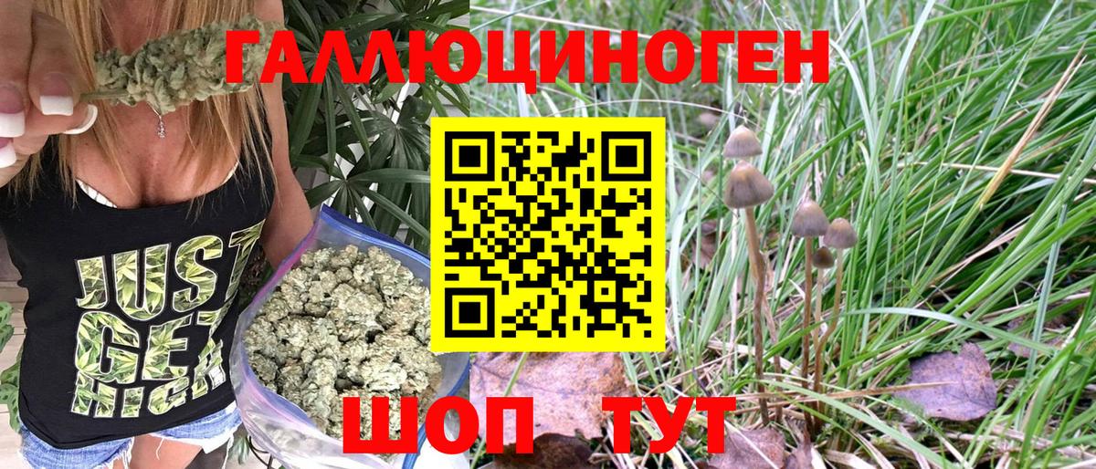 Обь  Галлюциногенные грибы Psilocybine cubensis  Вход с VPN 